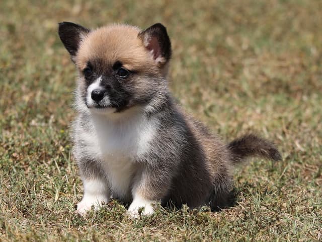 Pembroke Welsh Corgi Puppies, DM, VWD1 AND EIC CLEAR. NATURAL TAILS. media 5