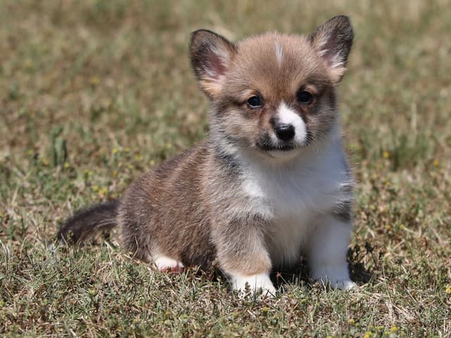 Pembroke Welsh Corgi Puppies, DM, VWD1 AND EIC CLEAR. NATURAL TAILS. media 7