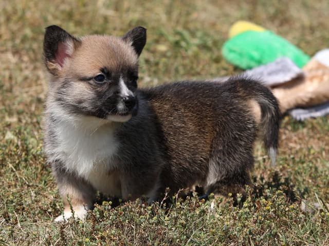 Pembroke Welsh Corgi Puppies, DM, VWD1 AND EIC CLEAR. NATURAL TAILS. media 8
