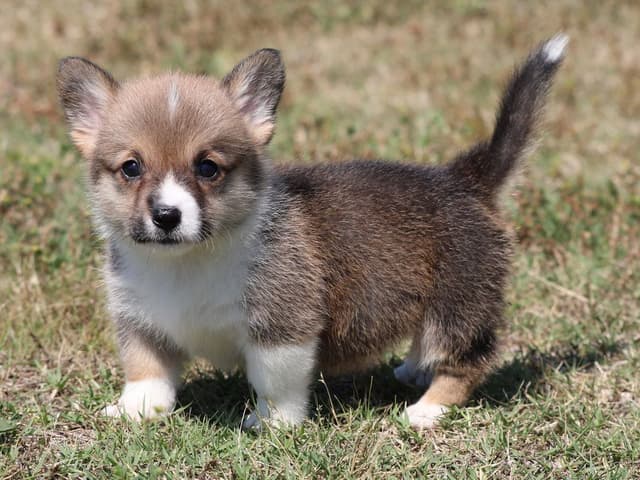 Pembroke Welsh Corgi Puppies, DM, VWD1 AND EIC CLEAR. NATURAL TAILS. media 6