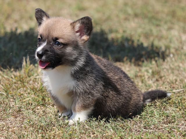 Pembroke Welsh Corgi Puppies, DM, VWD1 AND EIC CLEAR. NATURAL TAILS. media 9