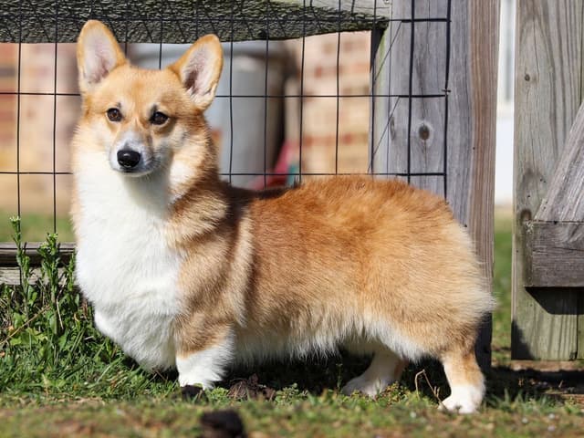 Pembroke Welsh Corgi Puppies, DM, VWD1 AND EIC CLEAR. NATURAL TAILS. media 10