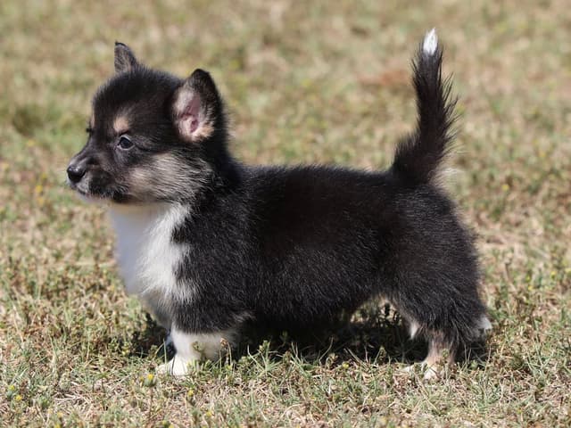 Pembroke Welsh Corgi Puppies, DM, VWD1 AND EIC CLEAR. NATURAL TAILS. media 3