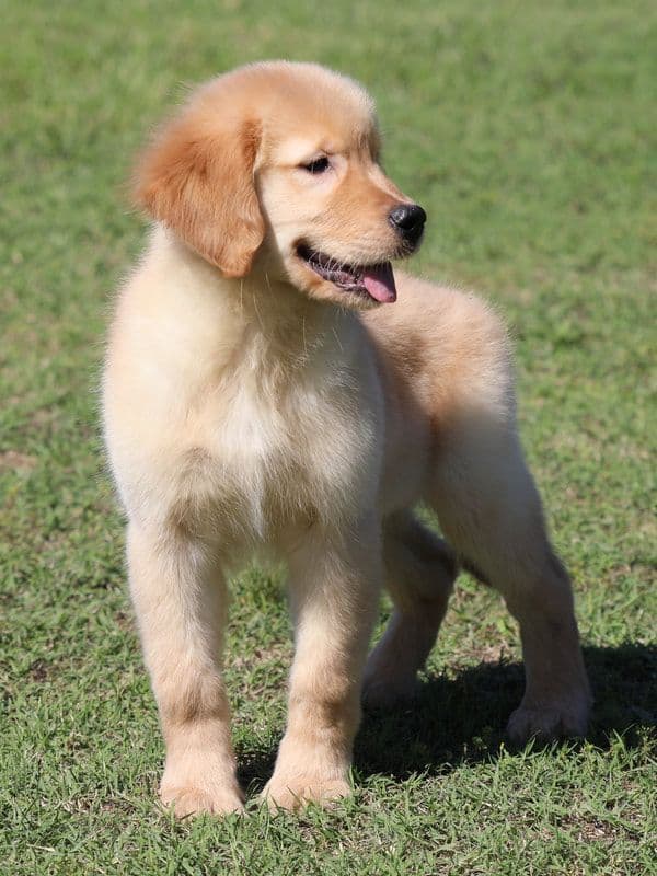 Family Raised Golden Retriever Puppies, OFA/CHIC Health Tested Parents media 2
