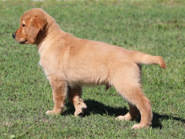 Family Raised Golden Retriever Puppies, OFA/CHIC Health Tested Parents media 3
