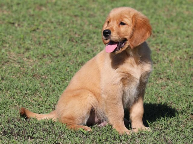 Family Raised Golden Retriever Puppies, OFA/CHIC Health Tested Parents media 2
