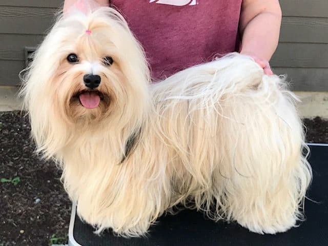 Havanese Puppies breeder image 5