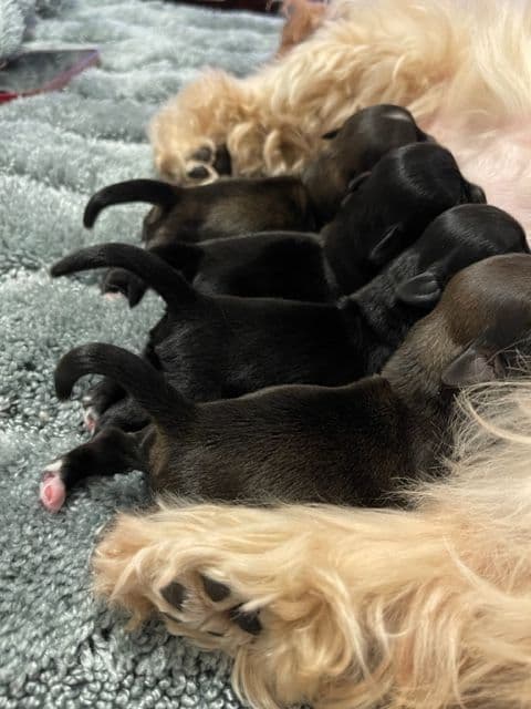 Havanese Puppies breeder image 6