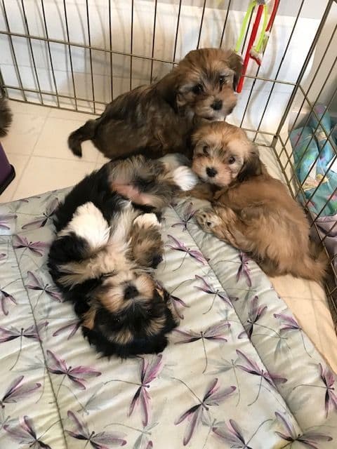 Havanese Puppies breeder image 8