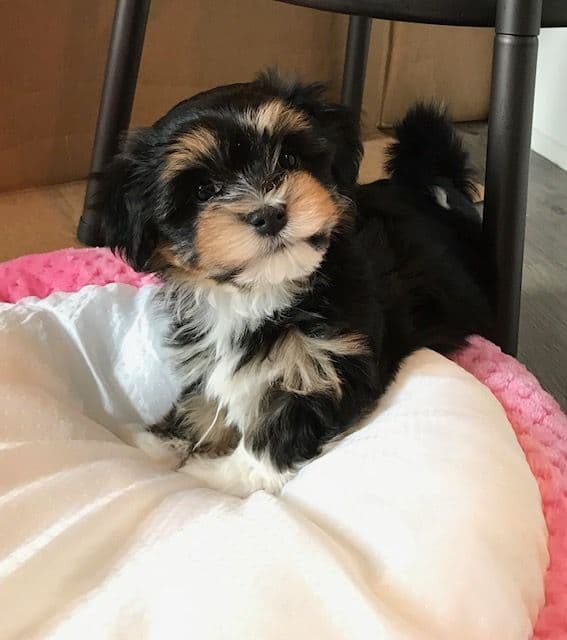 Havanese Puppies breeder image 9