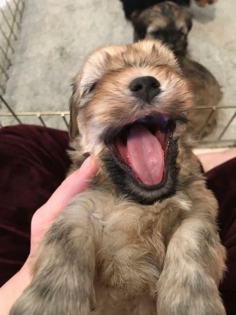 Havanese Puppies breeder image 10