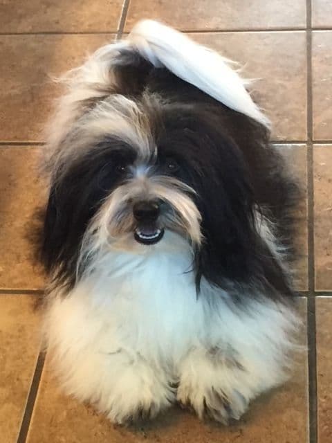 Havanese Puppies breeder image 11