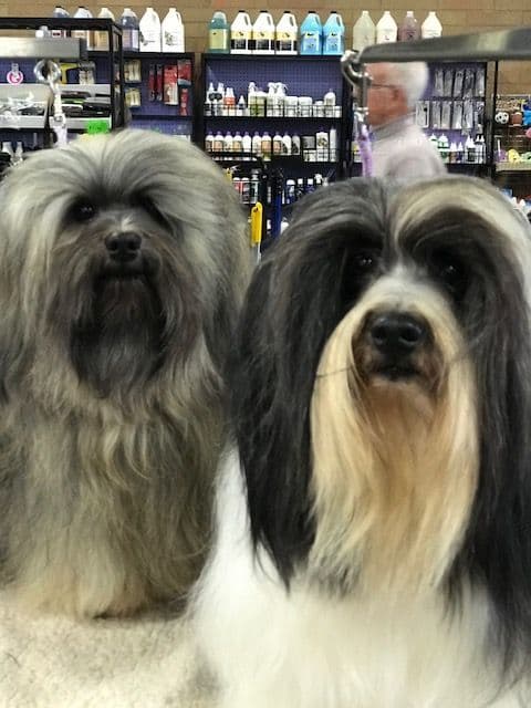 Havanese Puppies breeder image 13