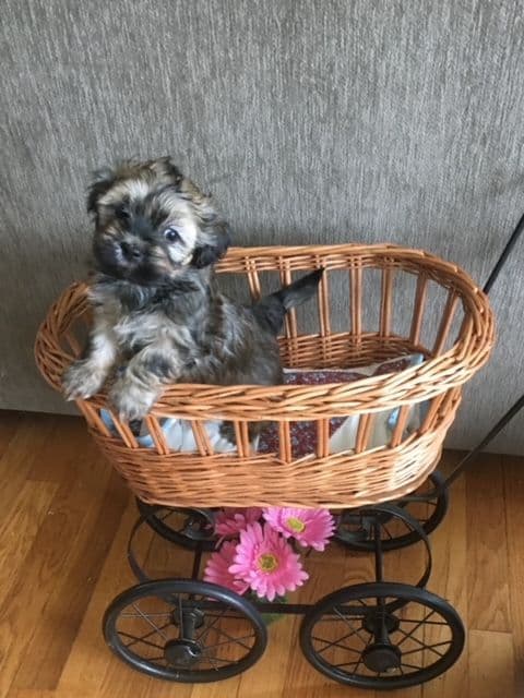 Havanese Puppies breeder image 12