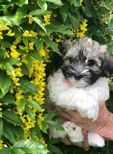 Havanese Puppies breeder image 15