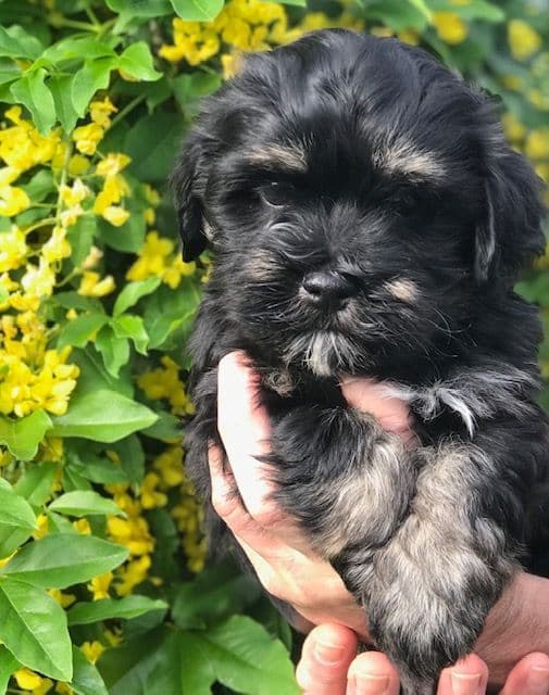 Havanese Puppies breeder image 14