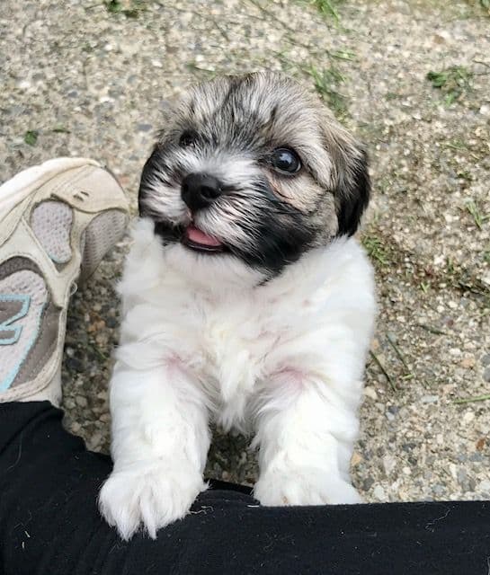 Havanese Puppies breeder image 16