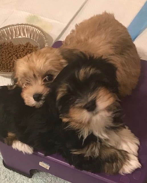 Havanese Puppies breeder image 17