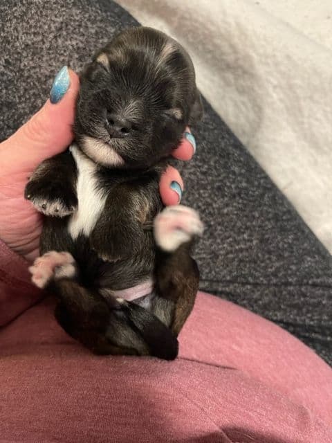 Havanese Puppies breeder image 18