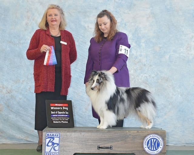 Havanese Puppies breeder image 20