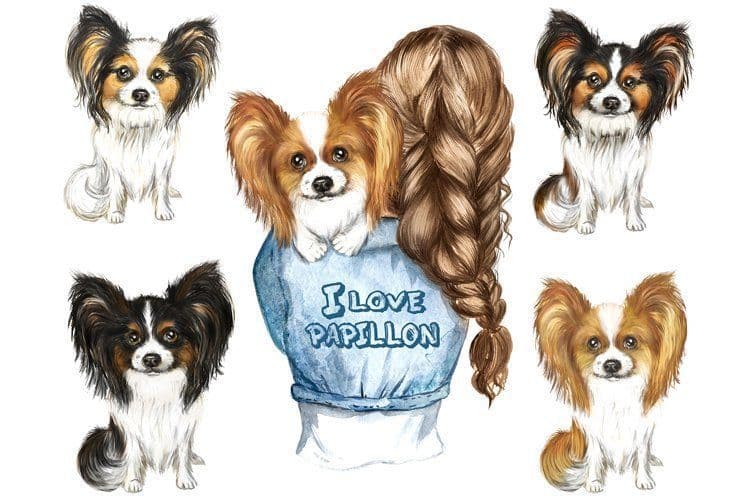 Papillon Puppies breeder image 1