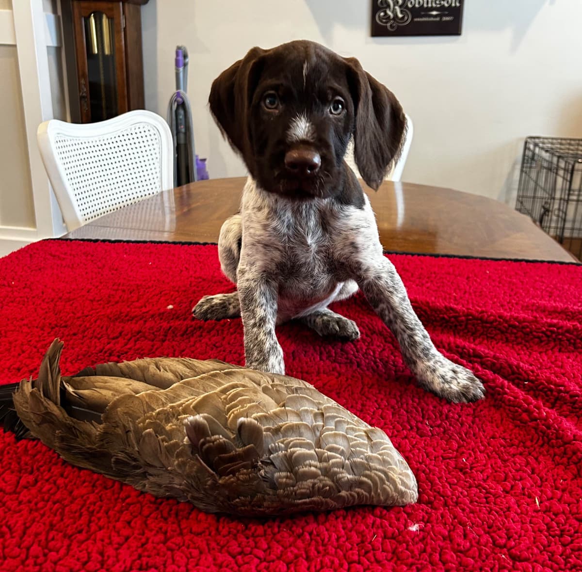 Miniature Schnauzer Puppies breeder image 3