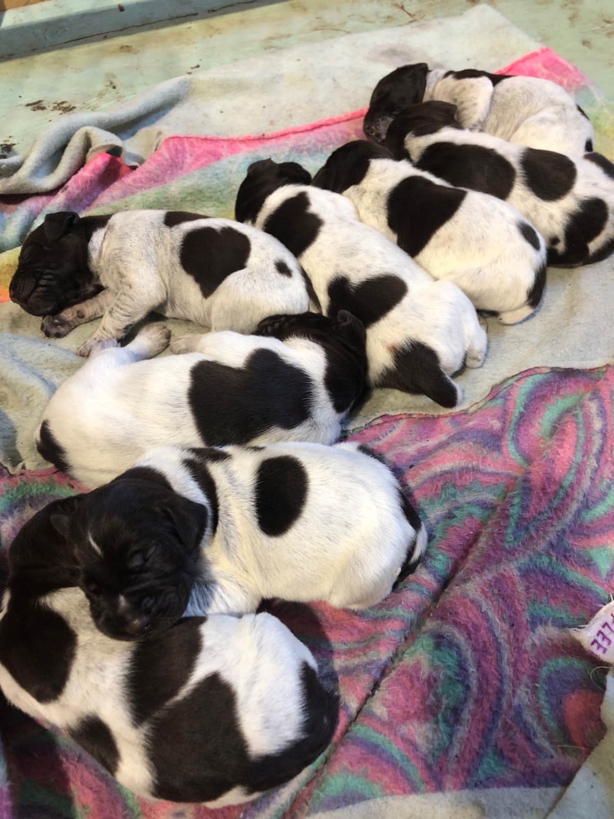 Miniature Schnauzer Puppies breeder image 9
