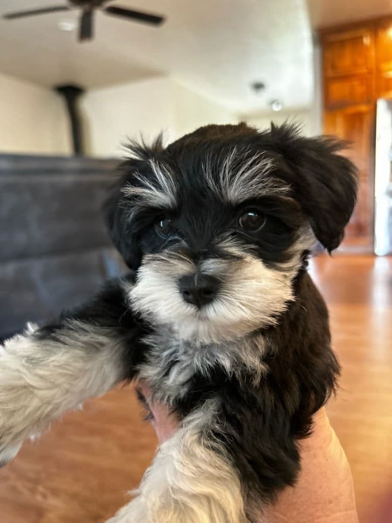 Miniature Schnauzer Puppies breeder image 12