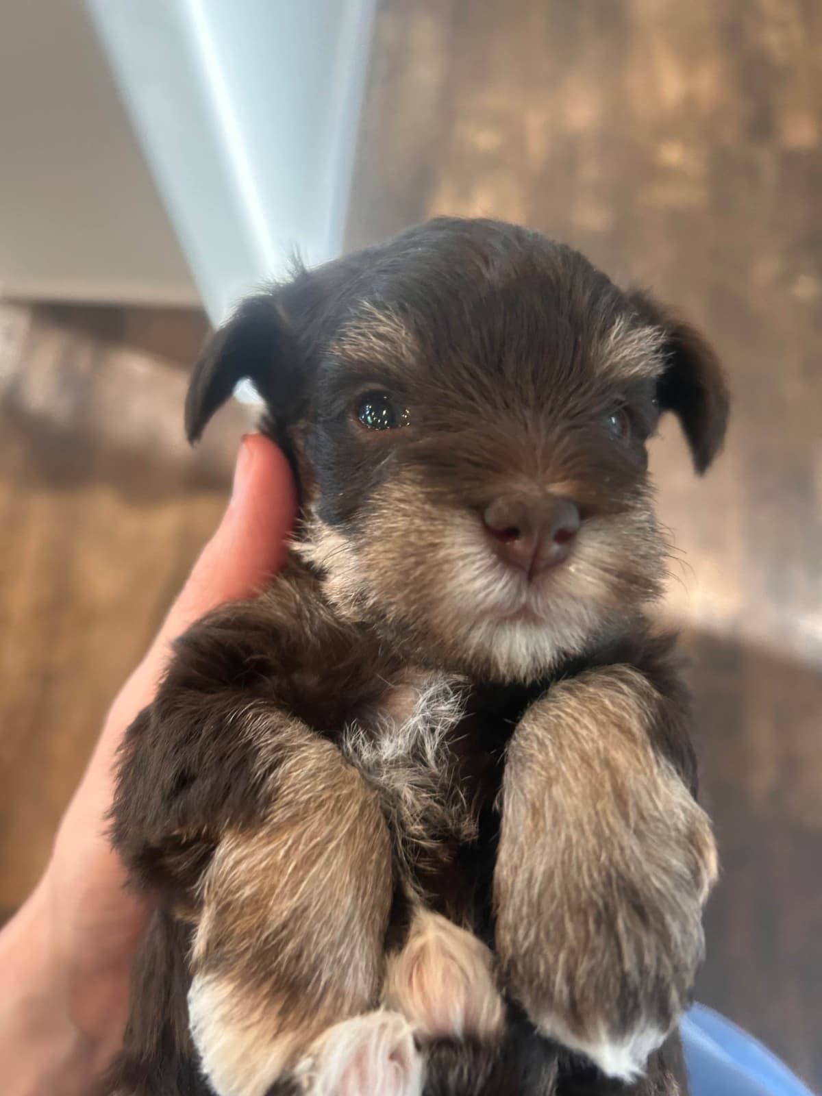 Miniature Schnauzer Puppies breeder image 13