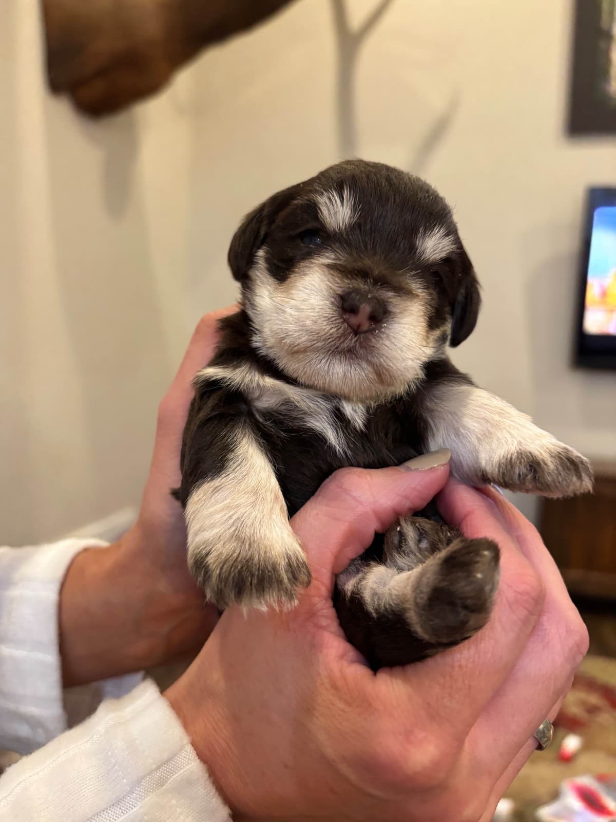 Miniature Schnauzer Puppies breeder image 14