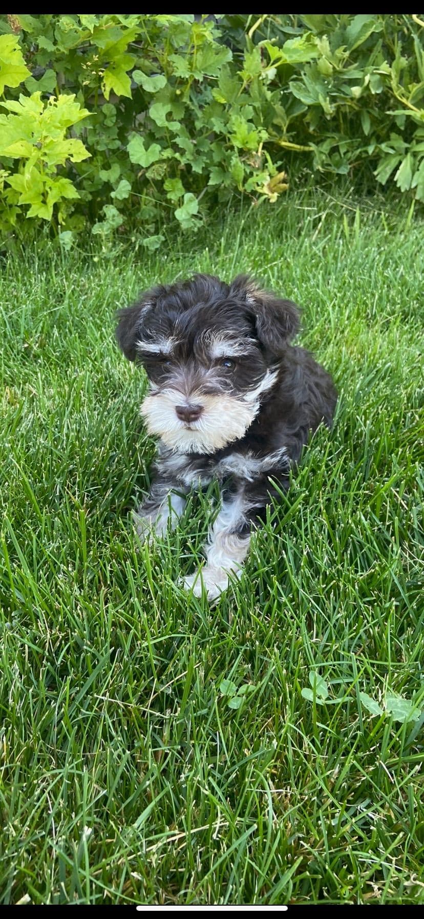 Miniature Schnauzer Puppies breeder image 16