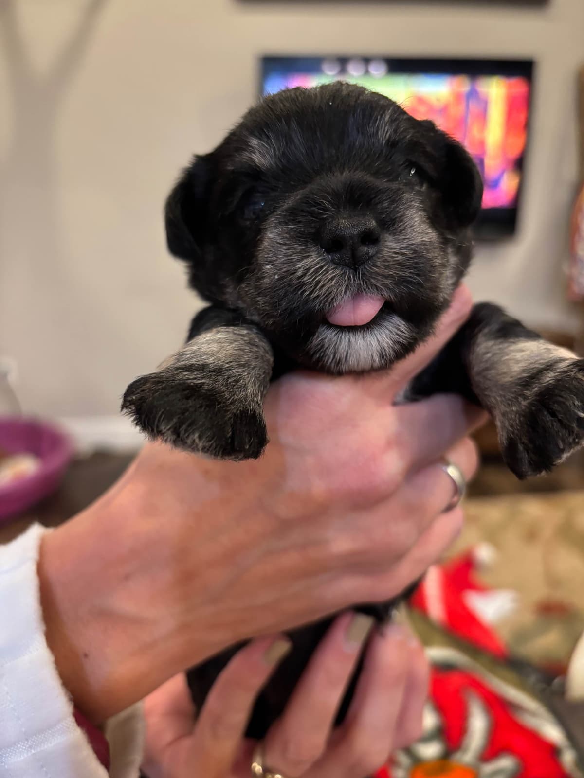 Miniature Schnauzer Puppies breeder image 17