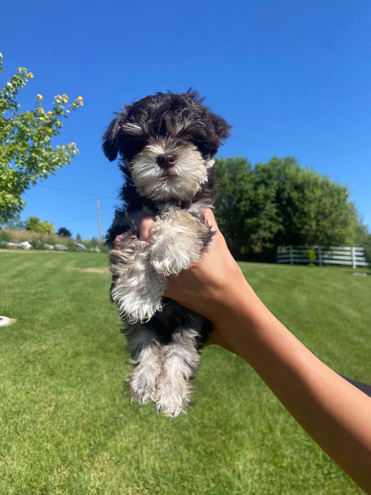 Miniature Schnauzer Puppies breeder image 18