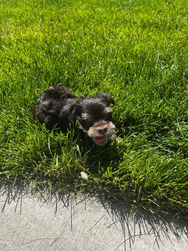 Miniature Schnauzer Puppies media 2