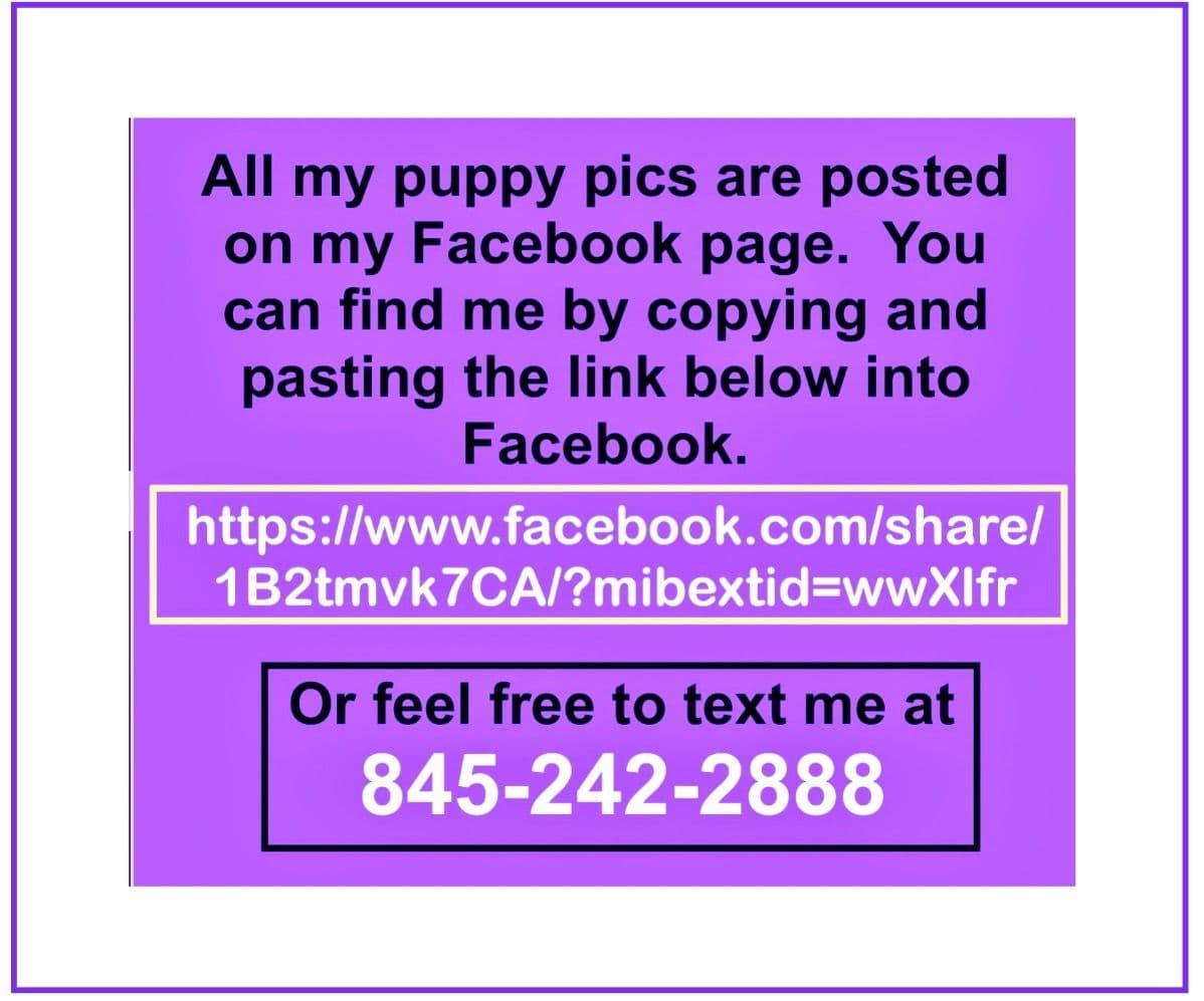 Shimmer & Willie puppies breeder image 17