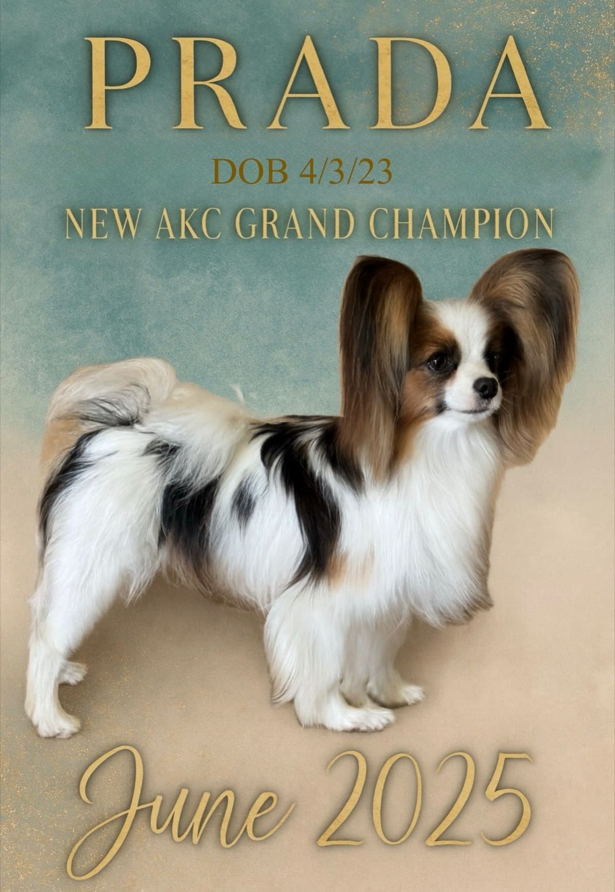 Shimmer & Willie puppies breeder image 3