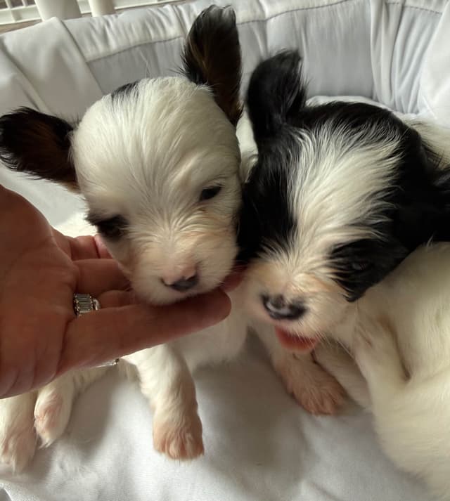 Shimmer & Willie puppies media 5