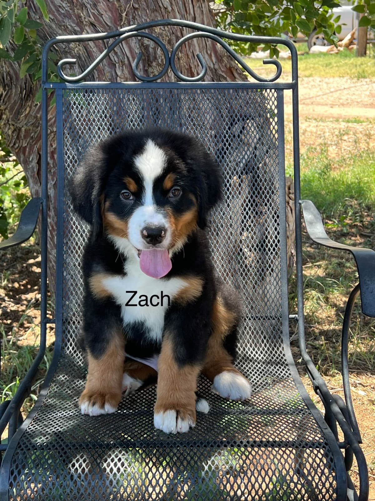 Bernese Mountain Dog Puppies breeder image 1