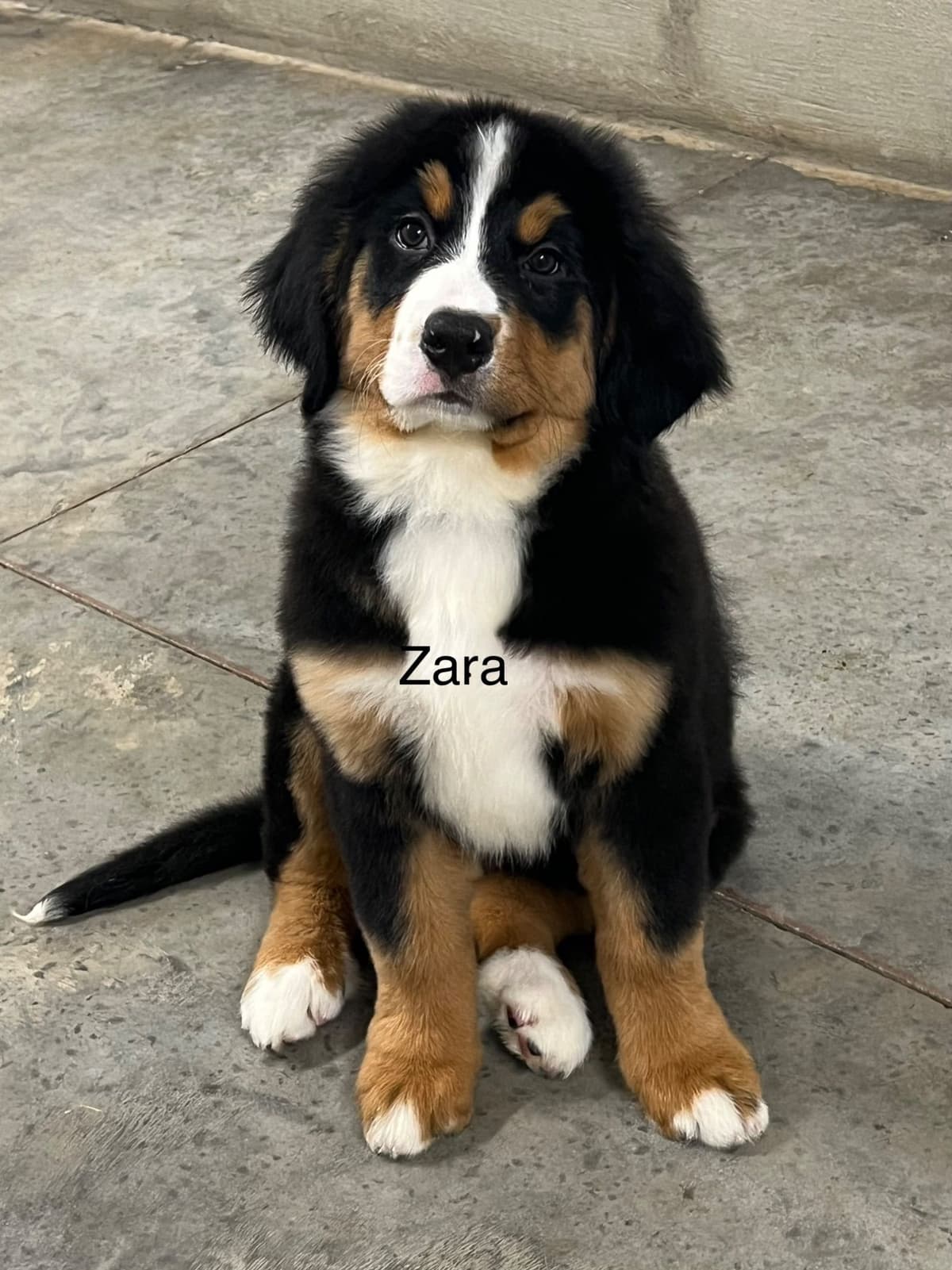 Bernese Mountain Dog Puppies breeder image 2