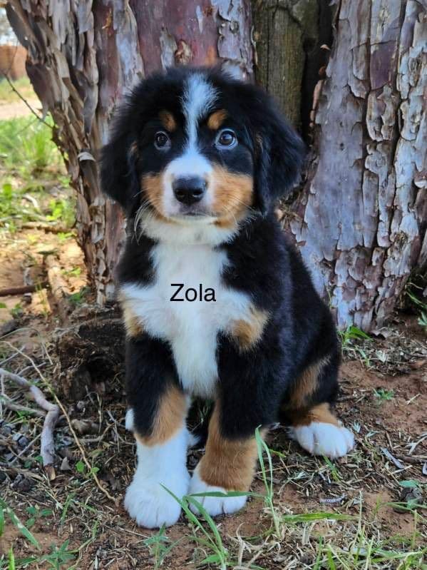 Bernese Mountain Dog Puppies breeder image 5