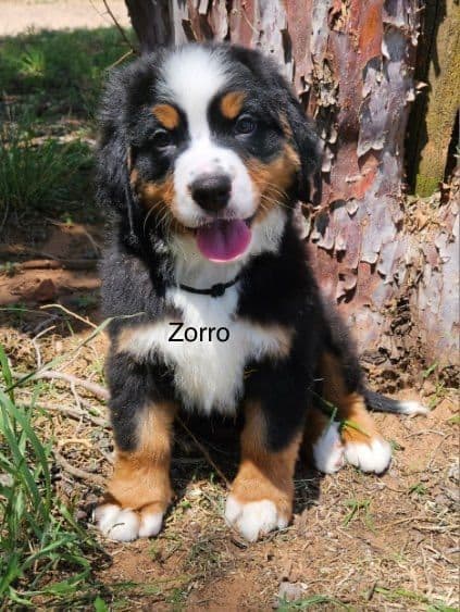 Bernese Mountain Dog Puppies breeder image 4