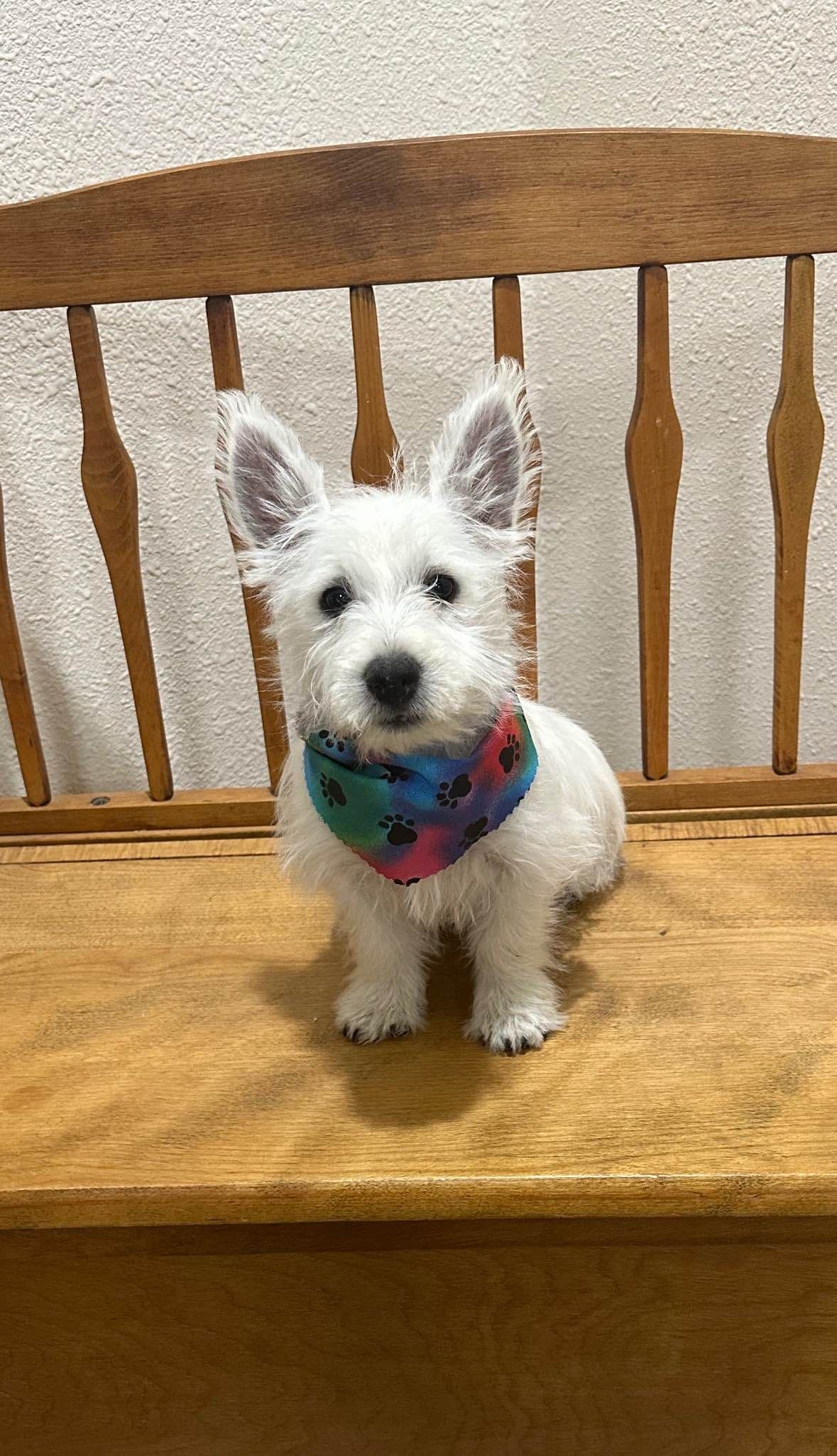 West Highland White Terrier Puppies breeder image 1