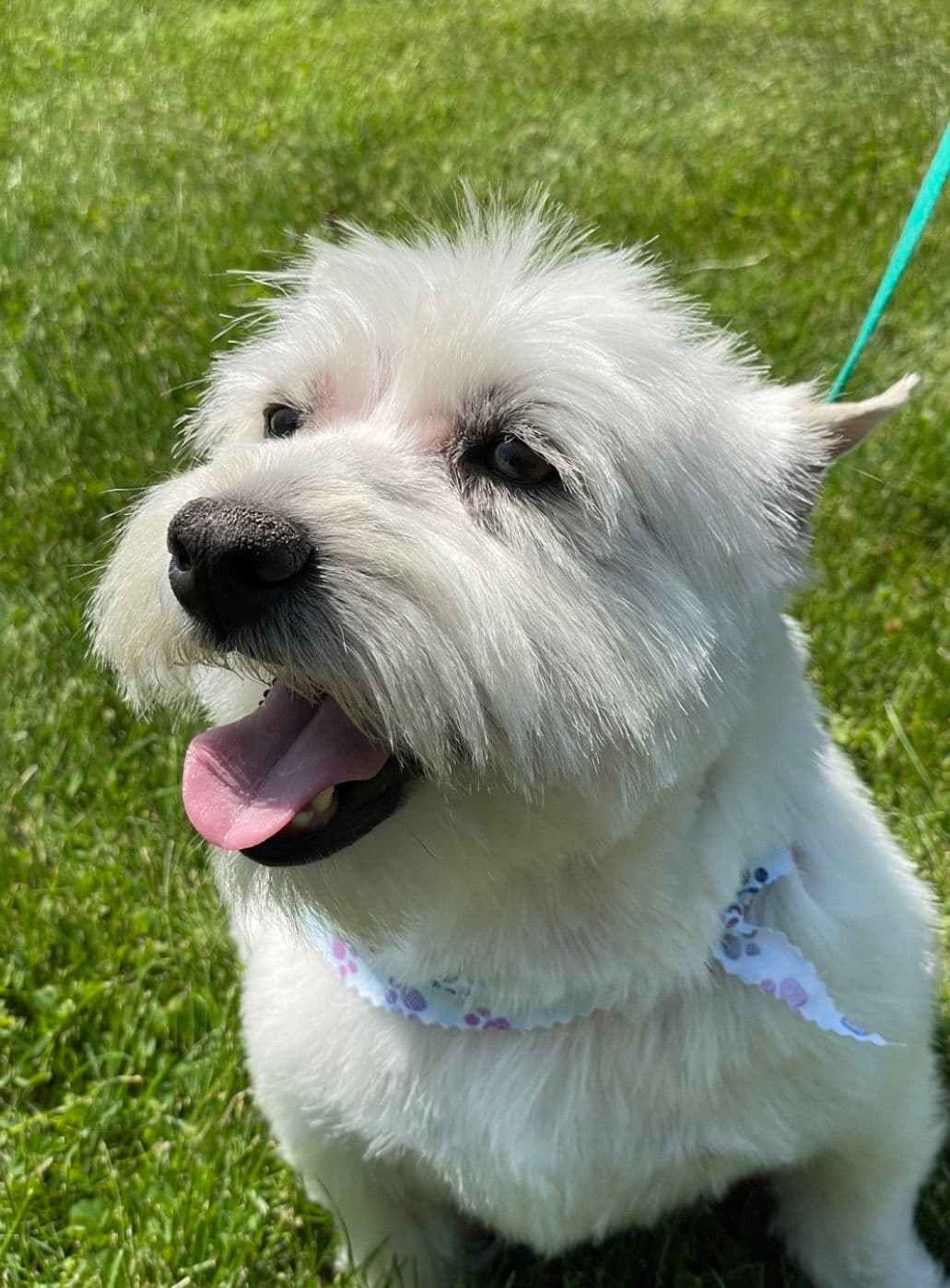 West Highland White Terrier Puppies breeder image 2