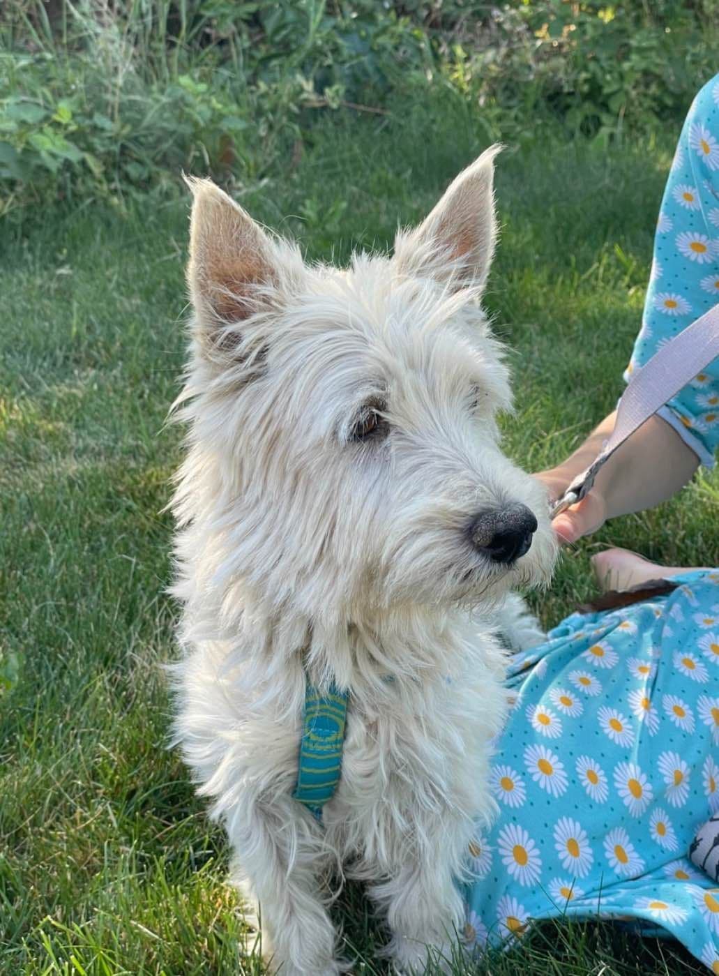 West Highland White Terrier Puppies breeder image 3