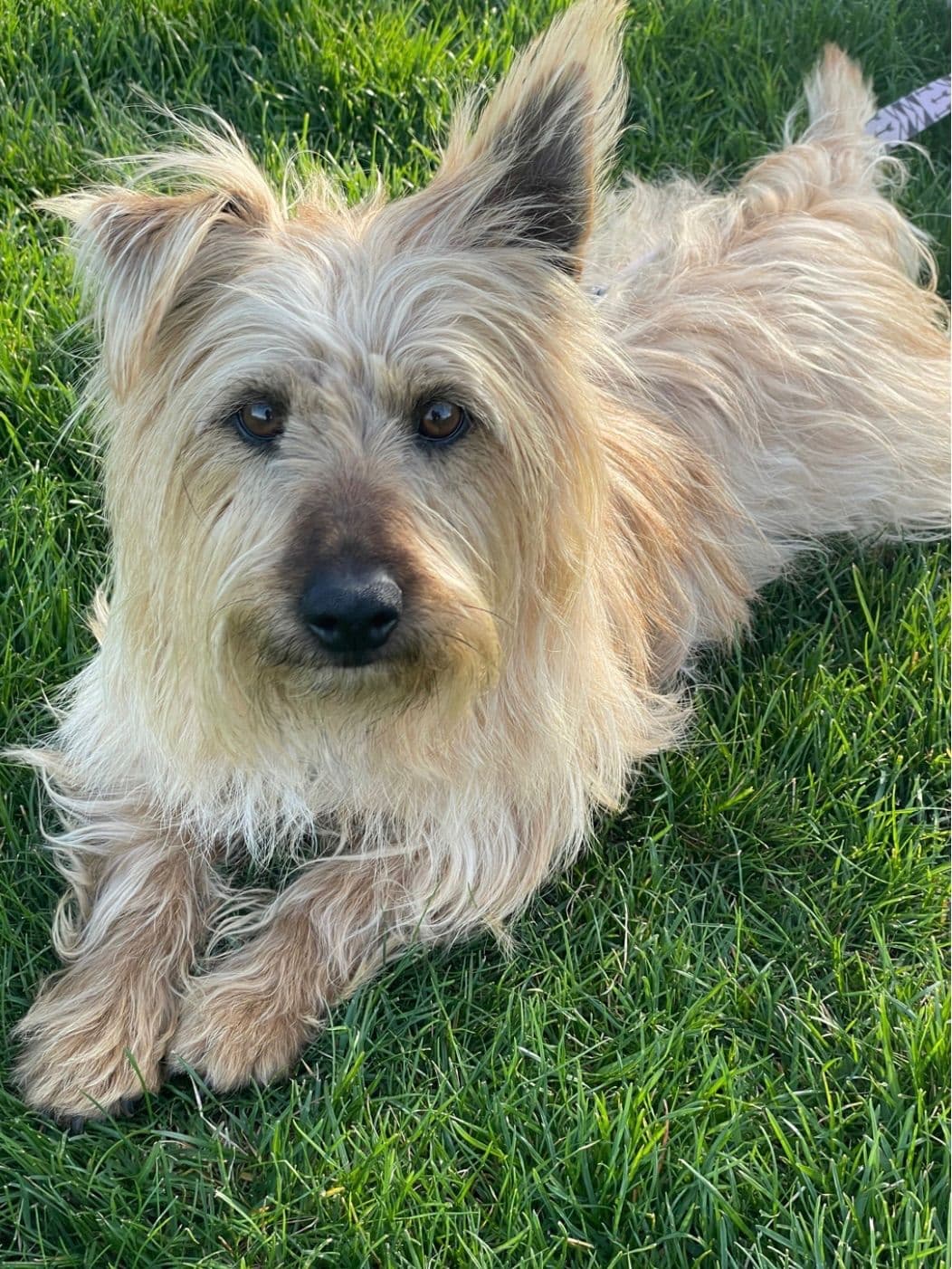 West Highland White Terrier Puppies breeder image 6