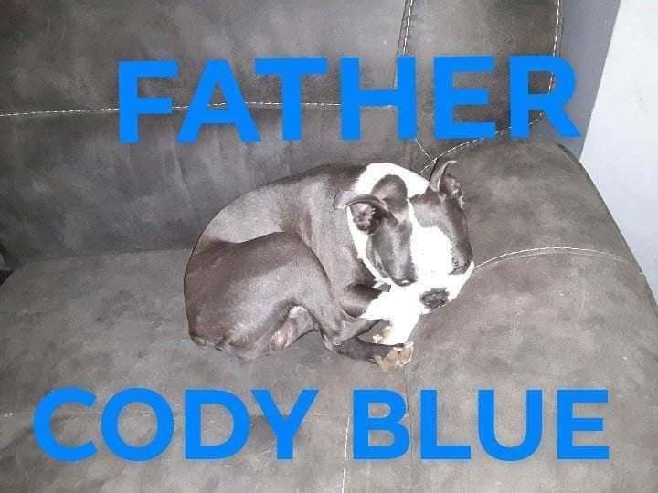 CAROLINA BOSTON TERRIERS breeder image 1