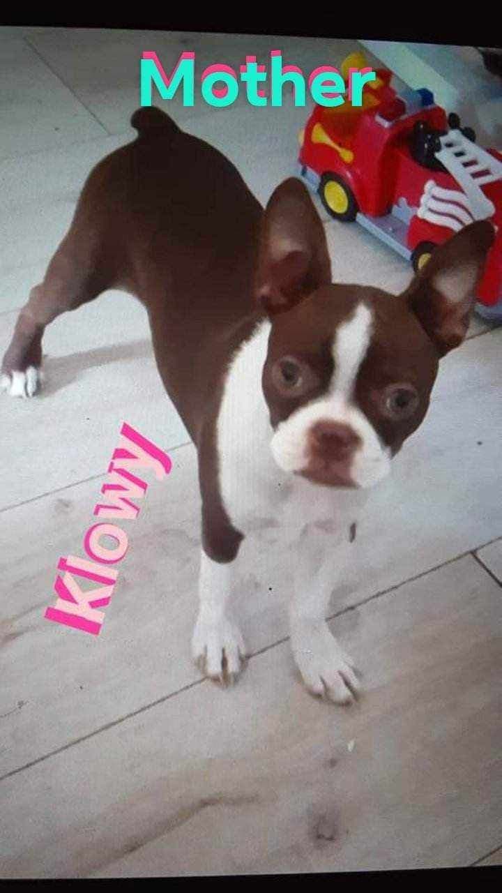 CAROLINA BOSTON TERRIERS breeder image 2