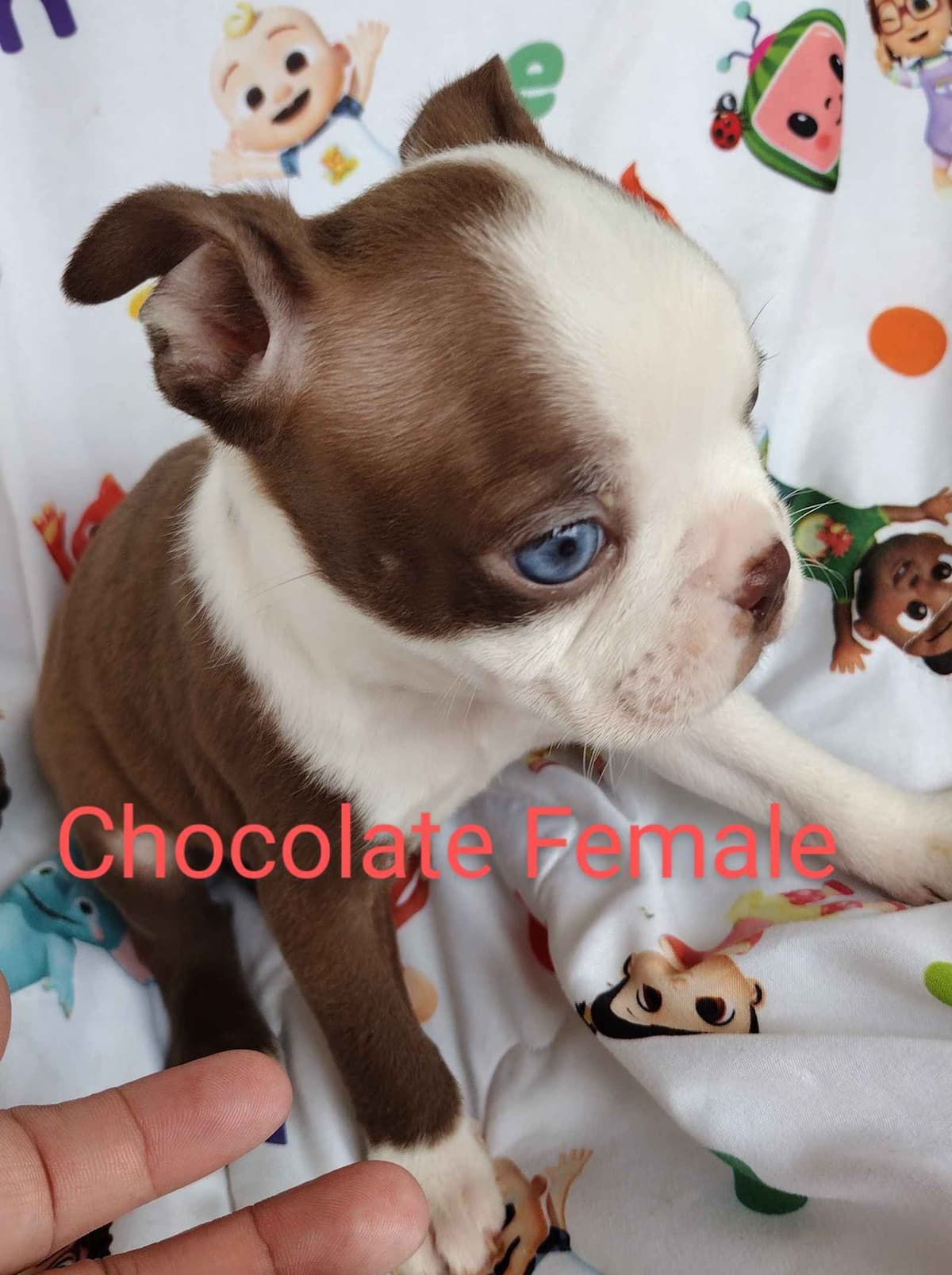 CAROLINA BOSTON TERRIERS breeder image 4