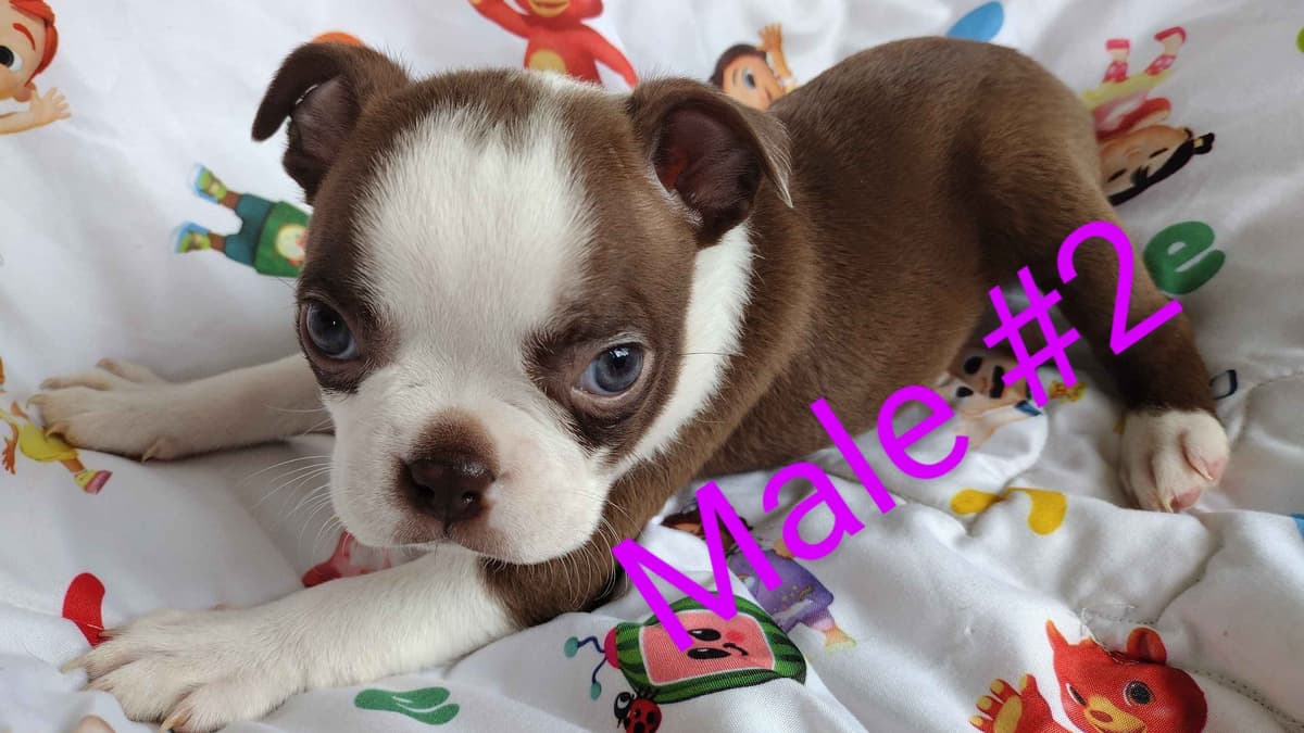 CAROLINA BOSTON TERRIERS breeder image 6