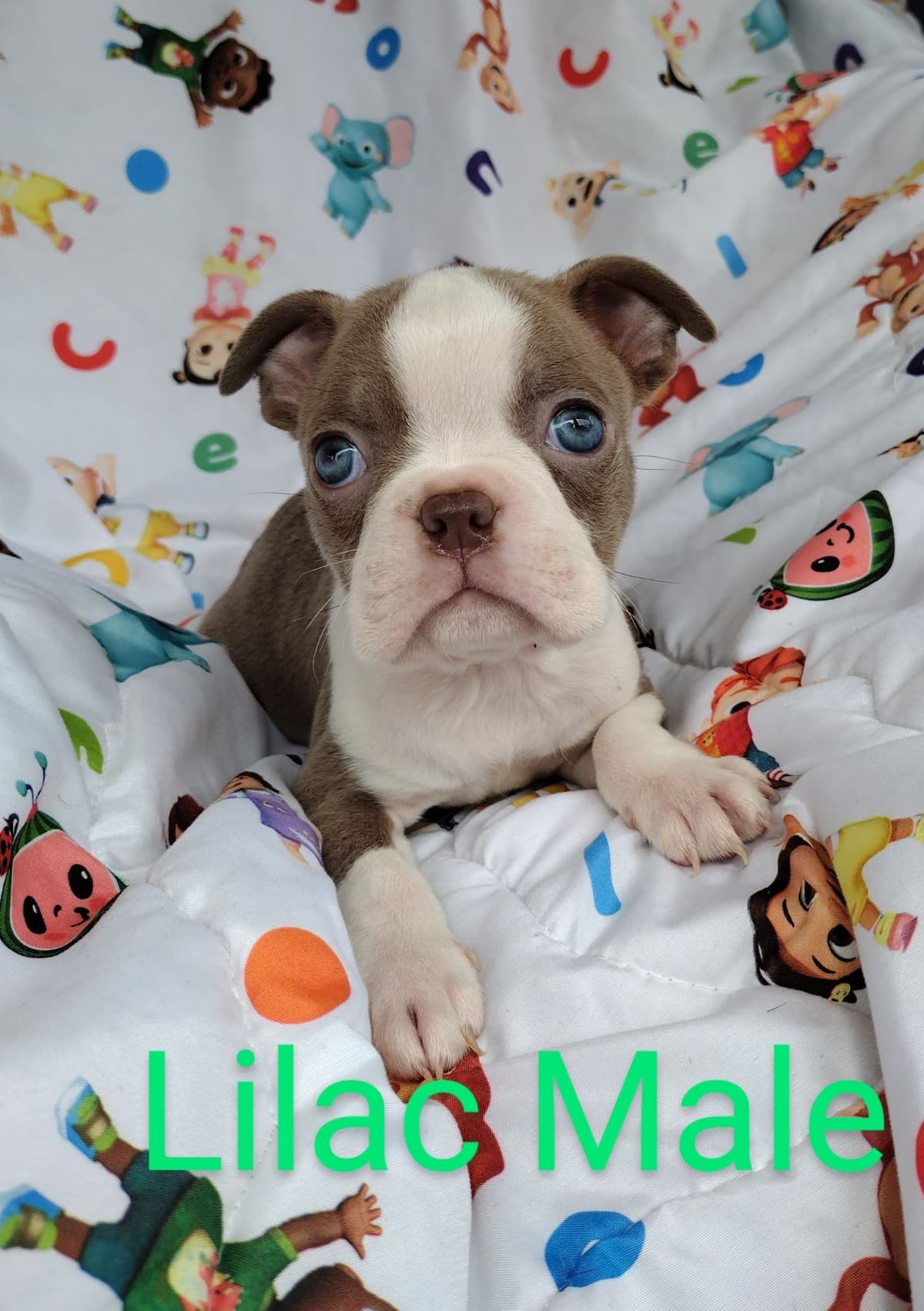 CAROLINA BOSTON TERRIERS breeder image 8